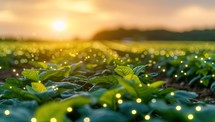 Green Sprouts of a Solanum sativum plant growing on a field at sunset.