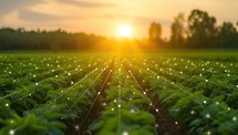 Green field with rows of young potato plants at sunset. Agricultural landscape
