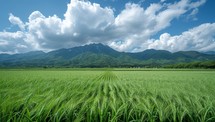 Serene landscape of lush green wheat field with majestic mountains in the distance under a partly cloudy blue sky. Concept of nature, agriculture, and tranquility.