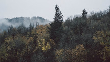fog rising above a forest 