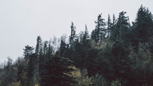 trees in a forest along a mountainside 