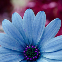 romantic blue flower in springtime