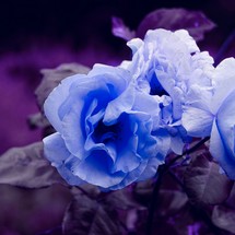 beautiful blue flower in the garden in springtime