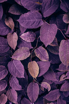 purple japanese knotweed plant leaves in the nature in autumn season