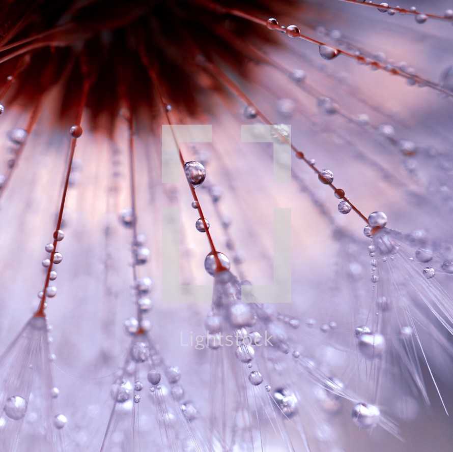 raindrops on the dandelion  flower in rainy days 