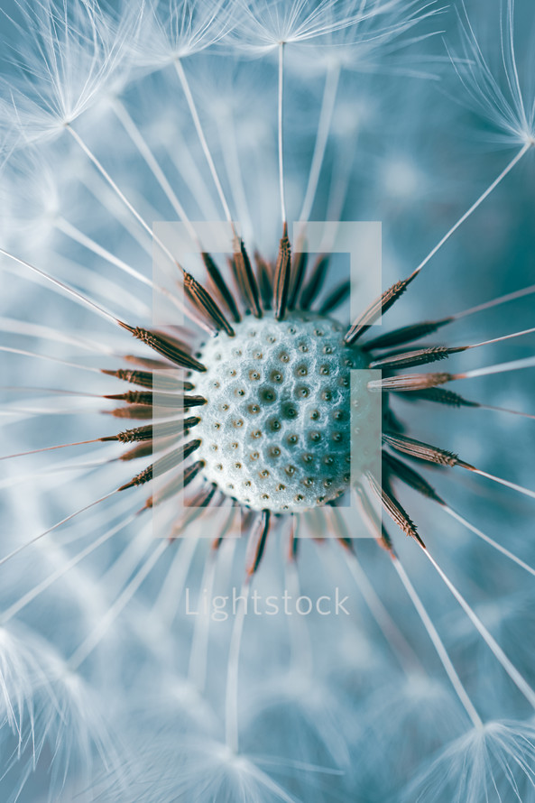 romantic dandelion flower seed in springtime