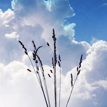 flower plant silhouette in the nature and sky background in springtime