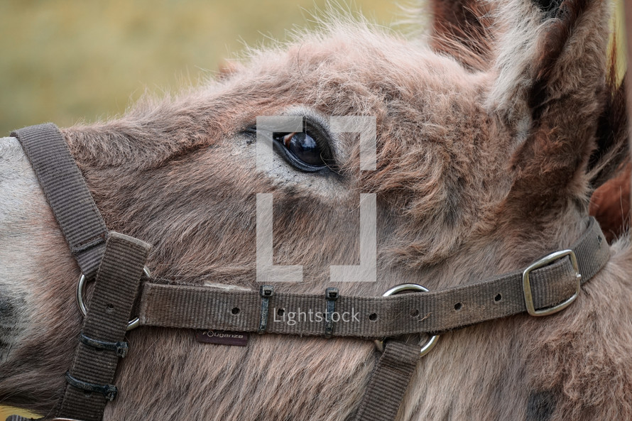 brown donkey portrait