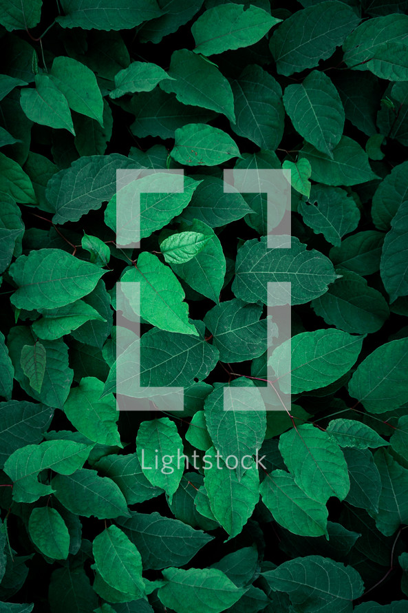 green plant leaves in the garden in springtime, green background