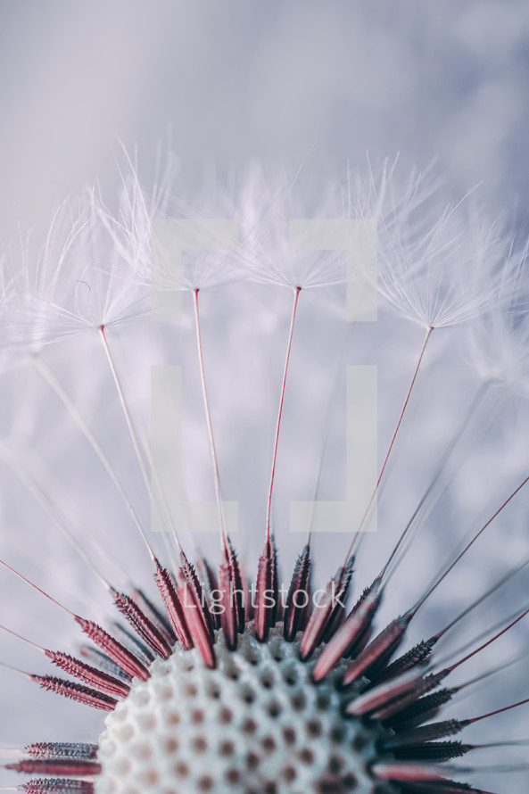 beautiful dandelion flower seed in springtime, abstract background