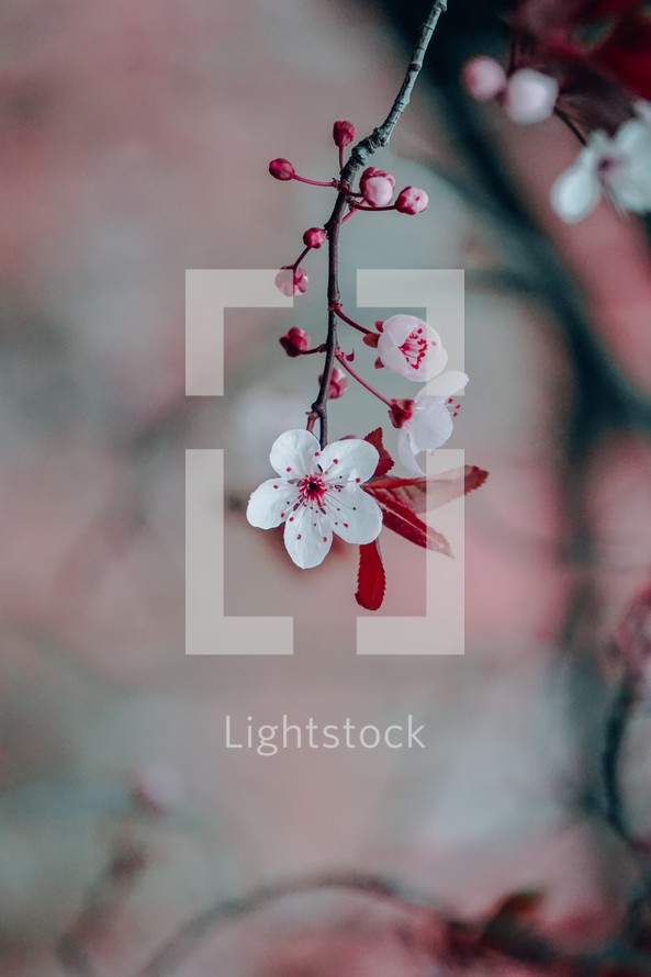  cherry blossom in the nature in springtime, sakura flower
