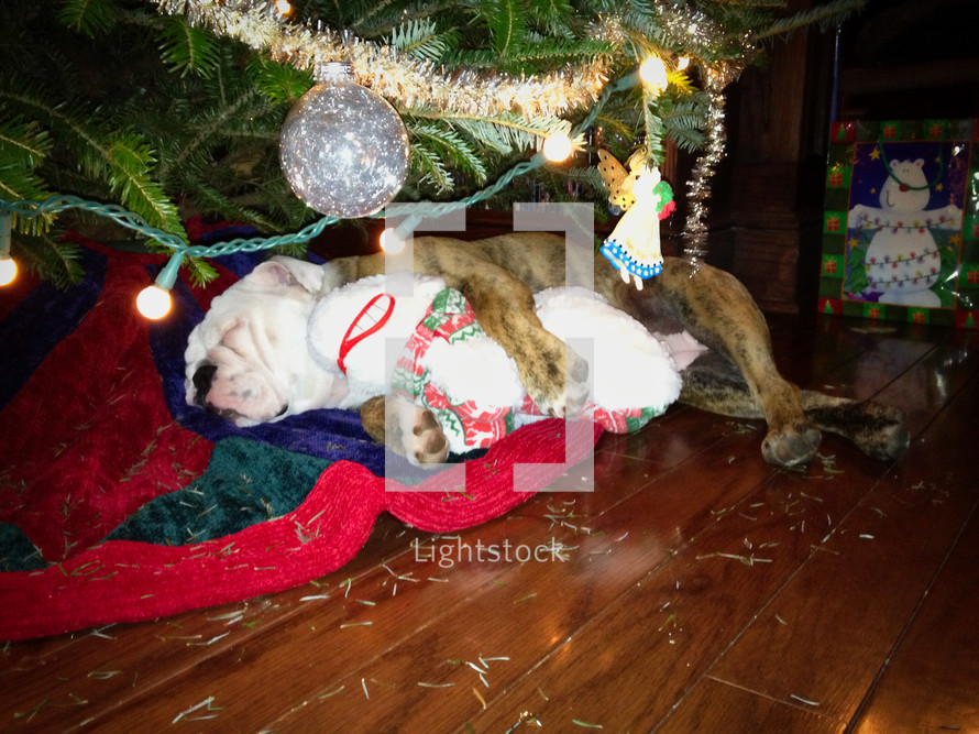 a puppy sleeping under a Christmas tree