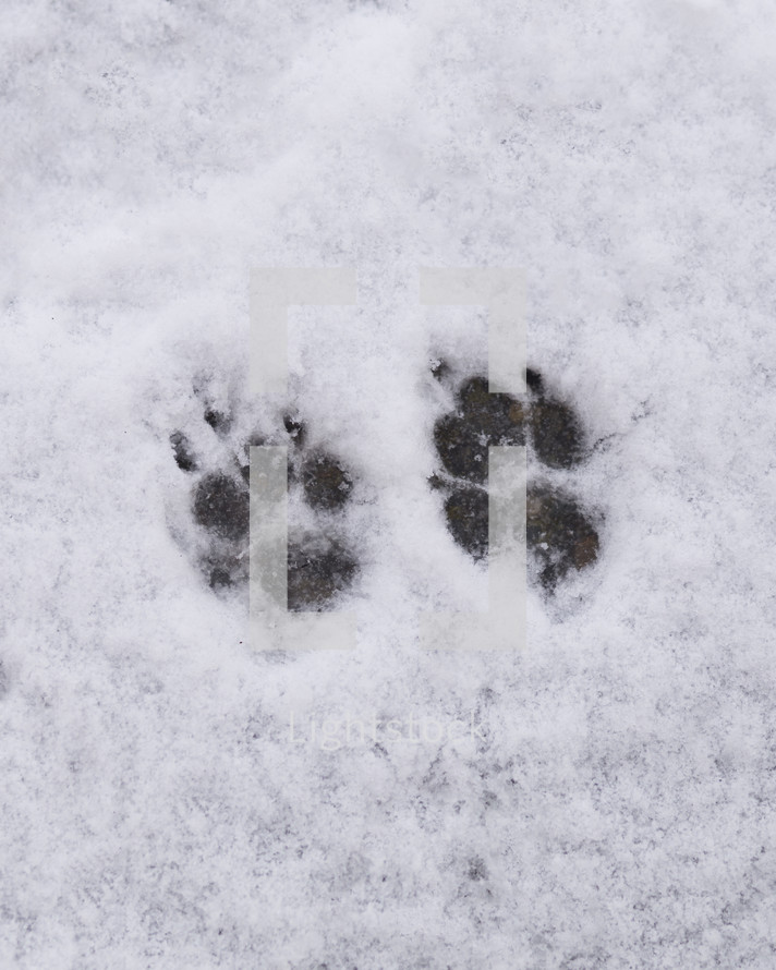 paw prints in the snow 