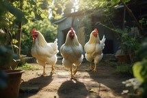 chickens in the henhouse on the farm. selective focus