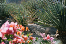 desert garden with bougainvillea 