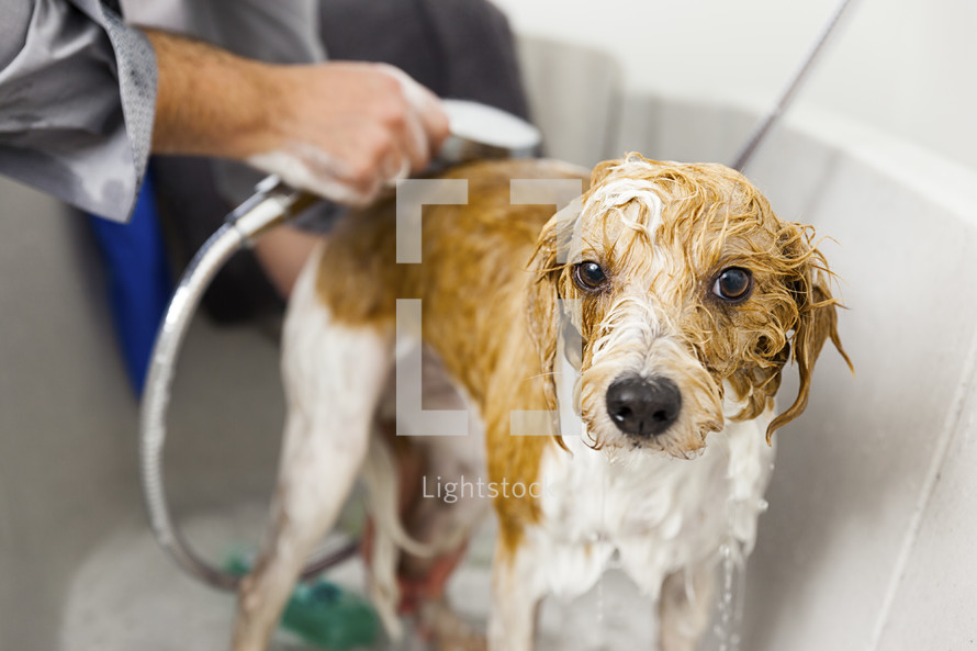 a man bathing a dog 