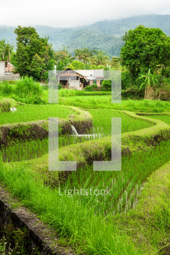 rice field 