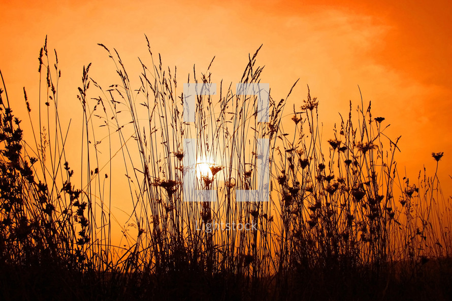 tall grasses against a red sky 