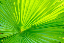 palm leaf background 