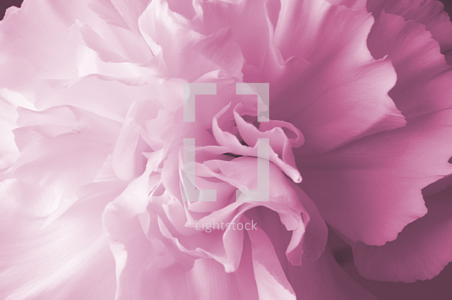 pink delicate flower petals 