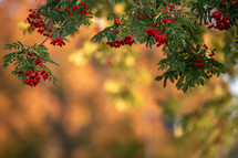 red berries on branches 