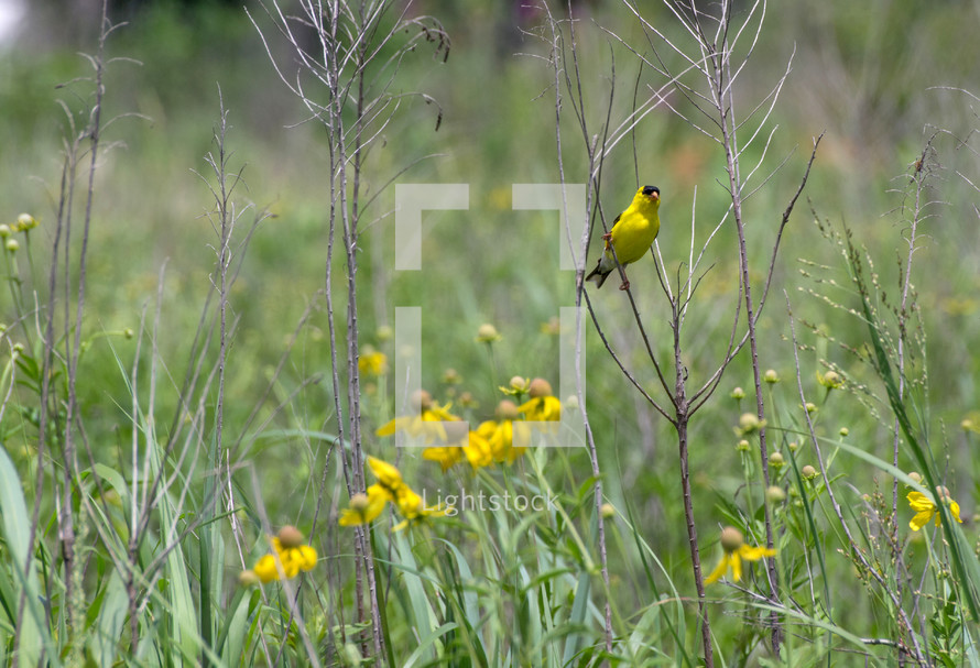 yellow bird and yellow wildflowers 