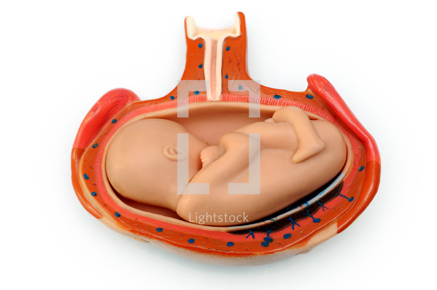 model of fetus in the womb 