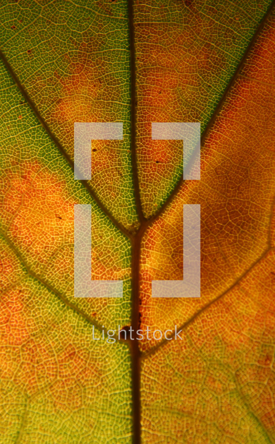 veins in a fall leaf