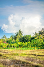 jungle and field in Bali 