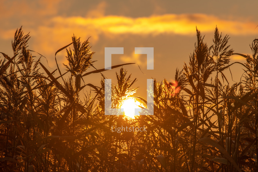 sunrise over a field of wheat 