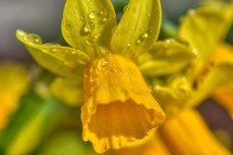 wet yellow daffodil 