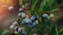 Rich harvest blueberry bush. Fresh ripe organic blueberries - great bilberry plant growing in garden, summer day. Diet, antioxidant, healthy vegan food. Bio, organic nutrition healthy food
