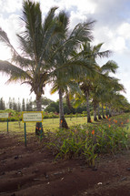 Coconut tree 