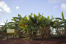 Banana trees 