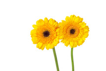 yellow gerber daisies 