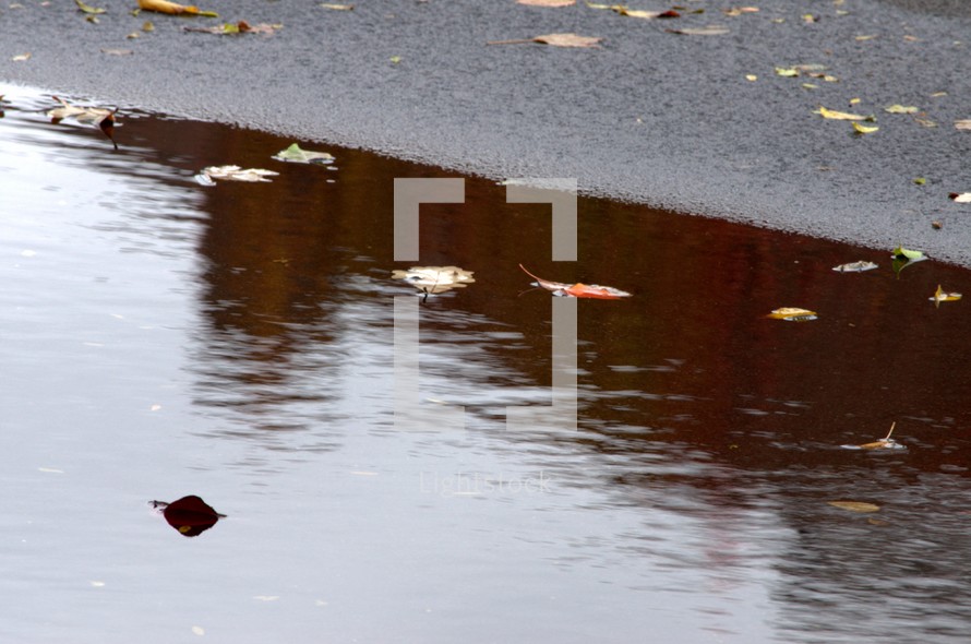 leaves in a puddle 