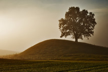 a tree on a hill at sunrise 