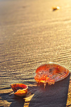 seashells in the sand