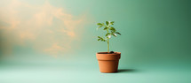 Young green plant in a clay pot on a green background with copy space