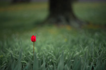 one red tulip 