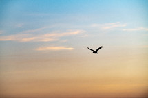 soaring bird in a sky at sunset 