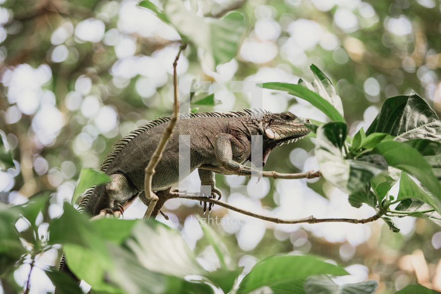 iguana in a tree 
