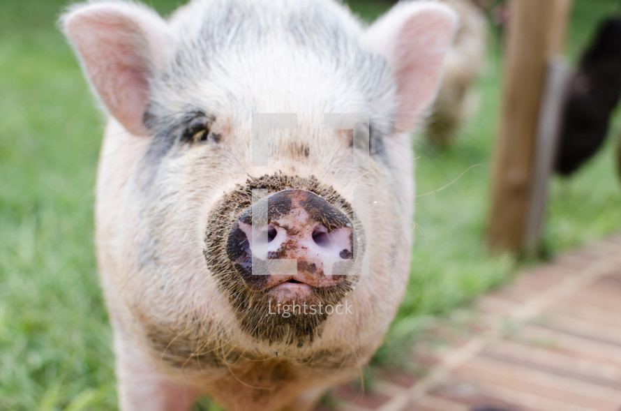 a pig with a dirty snout