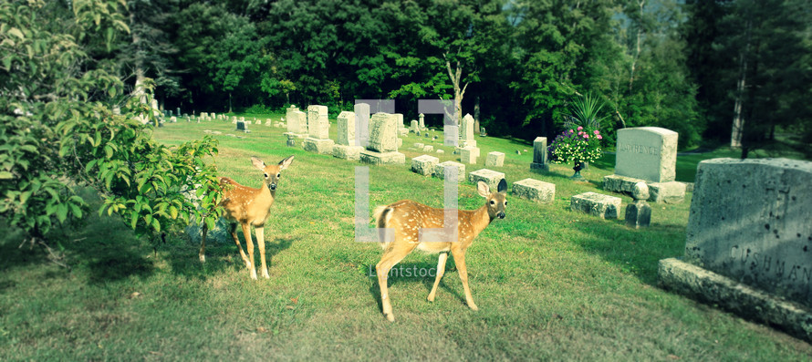 deer in a cemetery