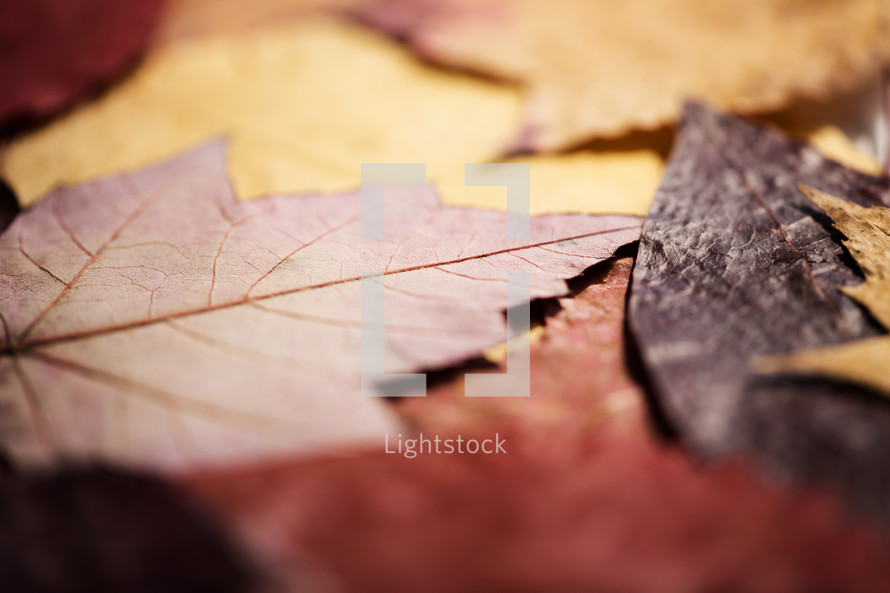 fall leaves on a wood table 