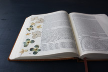 dried pressed flowers on the pages of a Bible 