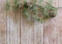 pine greenery on a wood background 