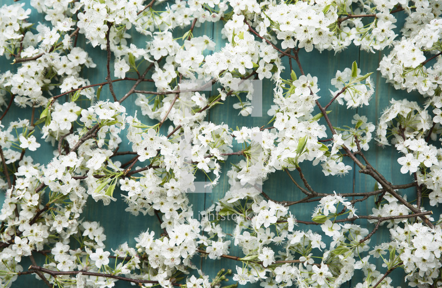 spring blossoms on blue background 