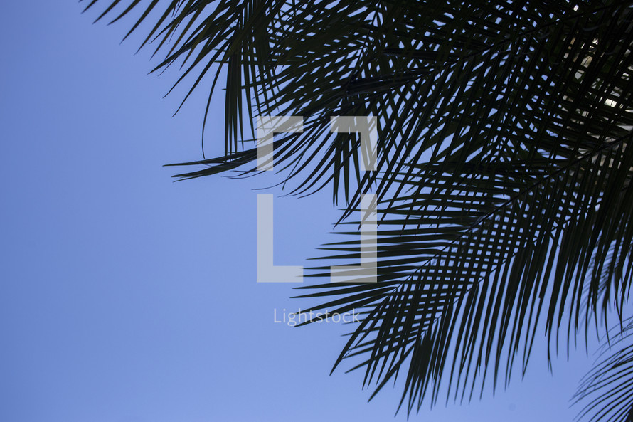 silhouette of palm fronds against a blue sky 