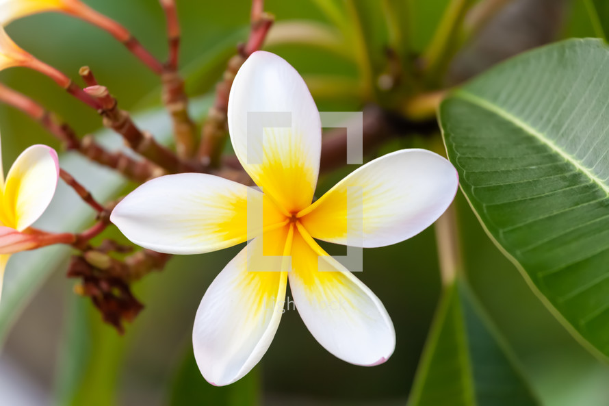 yellow and white tropical flower 
